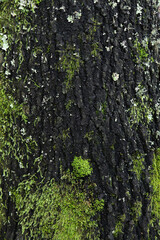 textura de tronco leñoso oscuro