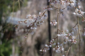 枝垂桜
