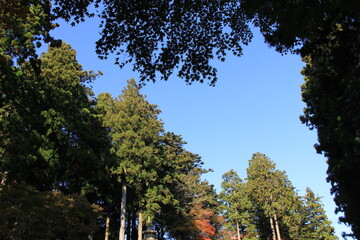 スギやカエデの木々の間から見える快晴の青空