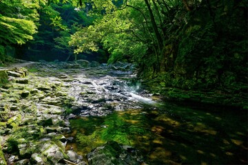 Obraz premium 新緑に包まれた赤目四十八滝渓谷の情景＠三重