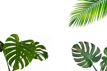Fototapeta na wymiar Tropical green palm ,mostera leaves isolated on white background.