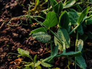 Dew-soaked pea leaves macro shot in the winter morning.