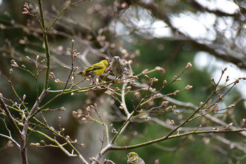 モミジの新芽を食べに来たマヒワの群れ