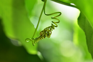 トケイソウのつる