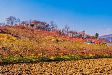 Apple trees on edge of vacant field