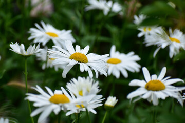 シャスターデージー