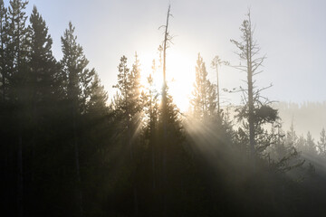 Fototapeta na wymiar Sun Rays Behind Tree in Yellowstone Forest
