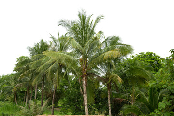 Obraz na płótnie Canvas Group of coconut tree isolated on white background.