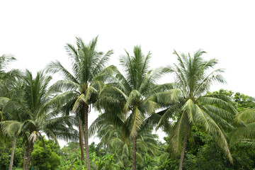 Obraz premium Group of coconut tree isolated on white background.