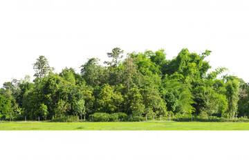 Trees line isolated on a white background Thailand.