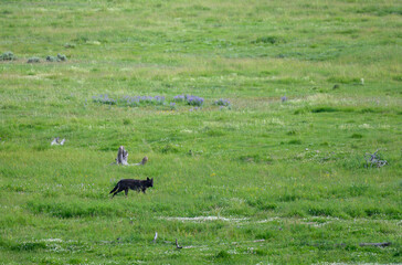 Obraz na płótnie Canvas Single Black Wolf in Open Field