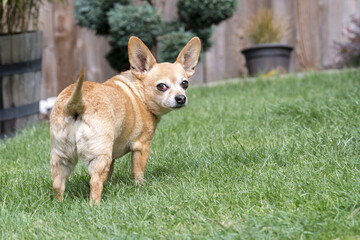 Chiweenie Dog Standing in Yard - female with cherry eye medical condition.