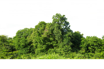 Trees line isolated on a white background Thailand.