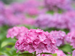 雨上がりのアジサイの花