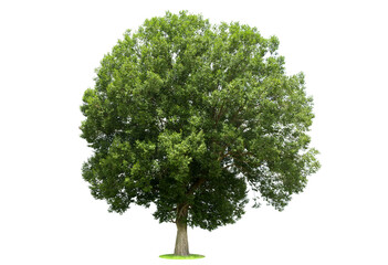 Trees isolated on white background, tropical trees isolated used for design, advertising and architecture.