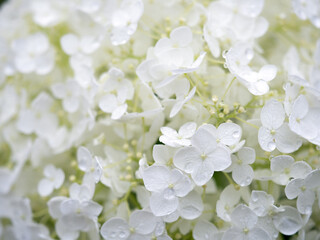 雨上がりのアジサイ