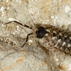 Porcellio spinicornis, macro on a sandy background.