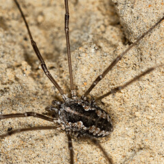 Pholcidae, macro on a sandy background.