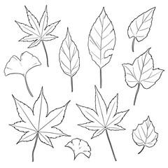 秋の紅葉の葉っぱのイラスト素材（線画）