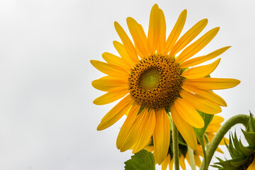 Beautiful yellow sunflower on white sky background. Sunflowers (Helianthus annuus) is an annual plant with a large daisy-like flower face, usually tall annual can grow to a height of 300 cm or more.