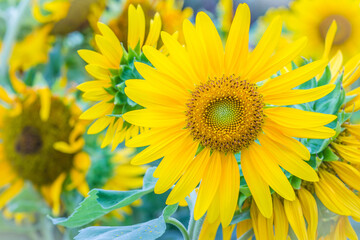 Beautiful yellow sunflower in the garden. Sunflowers (Helianthus annuus) is an annual plant with a large daisy-like flower face, usually tall annual can grow to a height of 300 cm or more.