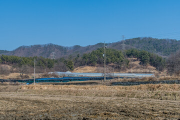 Landscape of farmland with crop of ginseng