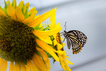 Beautiful yellow sunflower with cute butterfly. Sunflowers (Helianthus annuus) is an annual plant with a large daisy-like flower face, usually tall annual can grow to a height of 300 cm or more.