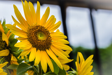 Beautiful yellow sunflower on white sky background. Sunflowers (Helianthus annuus) is an annual plant with a large daisy-like flower face, usually tall annual can grow to a height of 300 cm or more.
