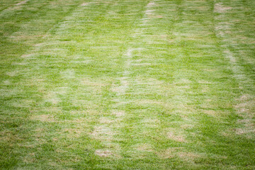 Green grassy texture in nature background. Fresh green lawn in the backyard for background. Green grassy background vignette or the naturally walls texture Ideal for use in the design fairly.