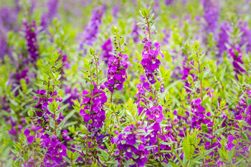 Purple flowers of snapdragon (Antirrhinum majus) on the flowerbed background. Antirrhinum majus, commonly called snapdragon, is an old garden favorites that, in optimum cool summer growing conditions.