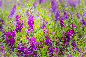 Purple flowers of snapdragon (Antirrhinum majus) on the flowerbed background. Antirrhinum majus, commonly called snapdragon, is an old garden favorites that, in optimum cool summer growing conditions.