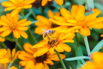 Closeup Beautiful yellow Zinnia flower (Zinnia violacea Cav.) with bee in summer garden on sunny day. Zinnia is a genus of plants of the sunflower tribe within the daisy family.