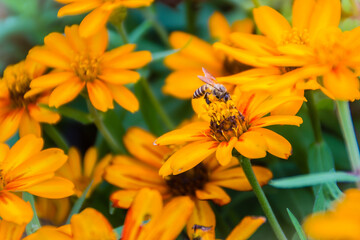Closeup Beautiful yellow Zinnia flower (Zinnia violacea Cav.) with bee in summer garden on sunny day. Zinnia is a genus of plants of the sunflower tribe within the daisy family.
