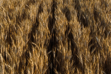 Rows of wheat in the morning sunlight