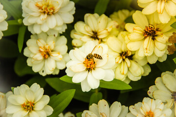 Beautiful white flower with honey bee of Zinnia angustifolia, commonly called narrow-leaf zinnia or Mexican zinnia, is a compact bushy annual that typically grow 8-16” tall on hairy, branching stems.