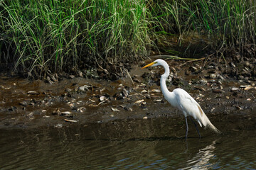 Stroll Through the Marsh