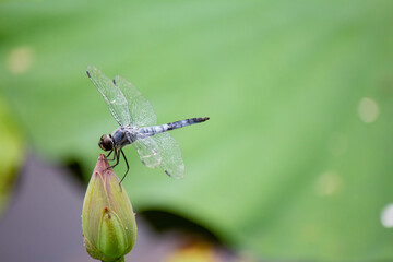 蓮の花のつぼみとトンボ