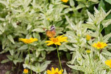 花の蜜を吸う蝶