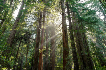 Muir Woods National Monument
