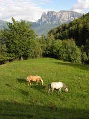 Near Collalbo, Italy, Dolomite Landscape with Horses