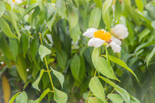 Beautiful white flower of Mesua ferrea, the Ceylon ironwood, Indian rose chestnut, or cobra saffron on tree. This slow-growing tree is named after the heaviness and hardness of its timber.