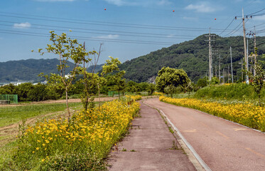 Fototapeta na wymiar Beautiful yellow flowers lining sides of asphalt bike path under blue sky.