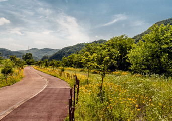 Beautiful yellow flowers lining sides of asphalt bike path under blue sky.
