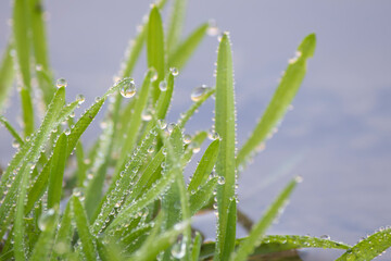 Morning droplets of dew collect on grass near a lake in.