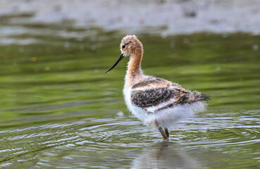 A baby American Avocet in downy plumage stands in the shallow green waters of a wetland environment looking for food.