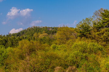 Fototapeta premium Puffy white clouds over forest
