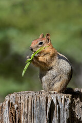 Golden-Mantled Ground Squirrel 