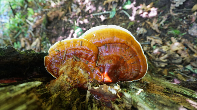Reishi Mushroom ( Ganoderma tsugae) growing in the forest.