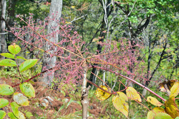 Seeds of medicinal plant aralia (Aralia elata) 3