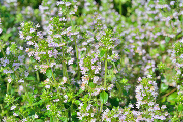 Herb thyme (Thymus komarovii) 8